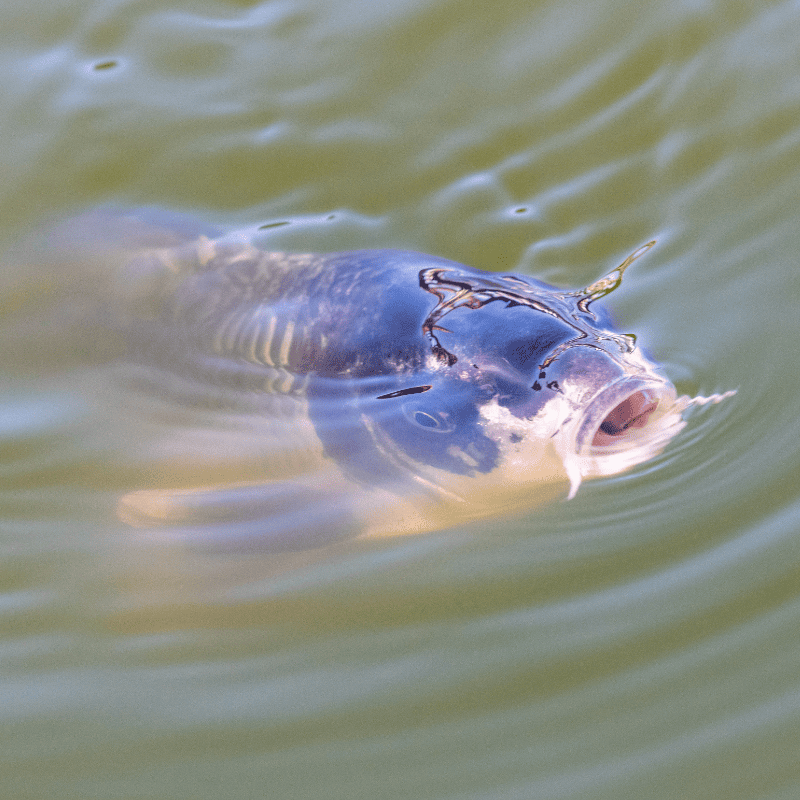 carpe koï dans la nature