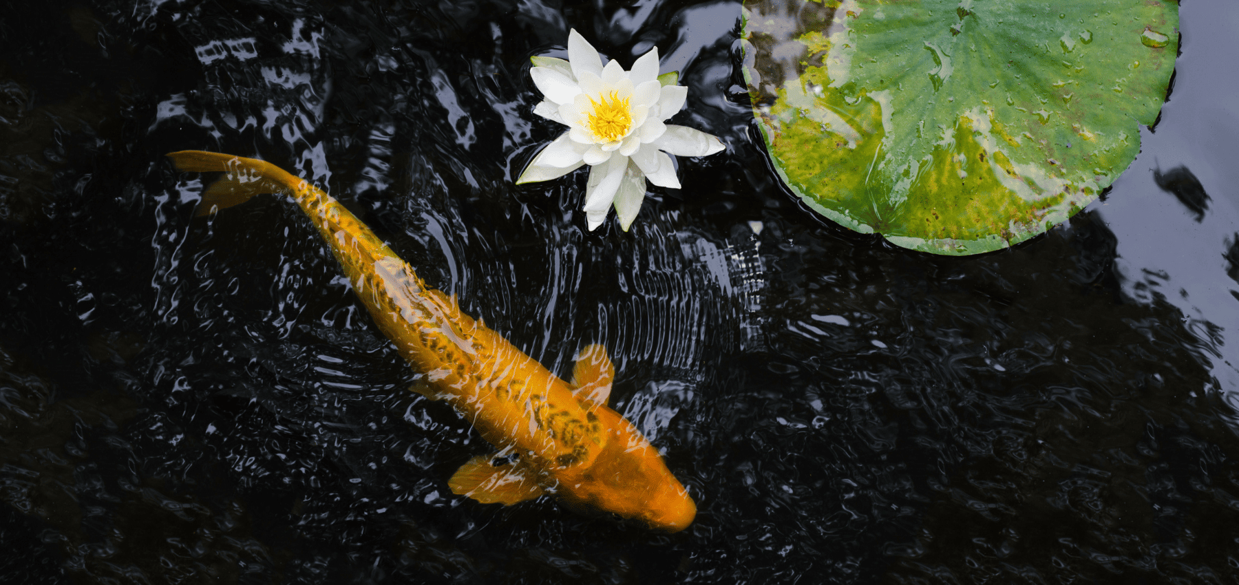 carpe koi prix