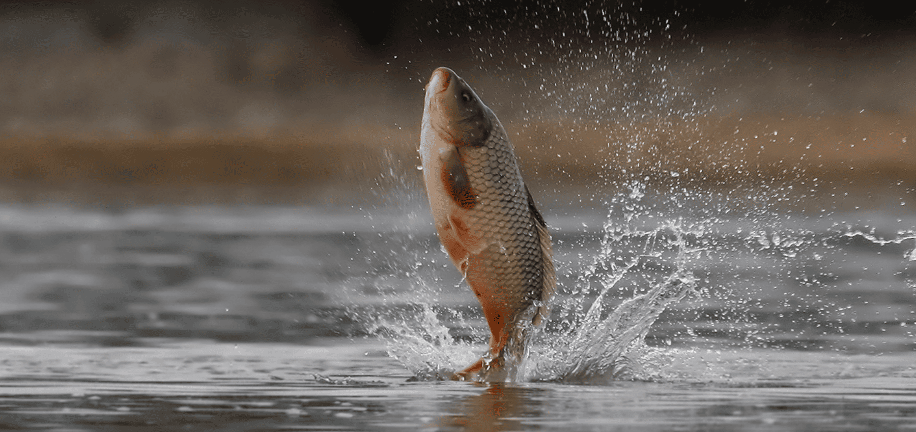 carpe koi saute hors de l eau
