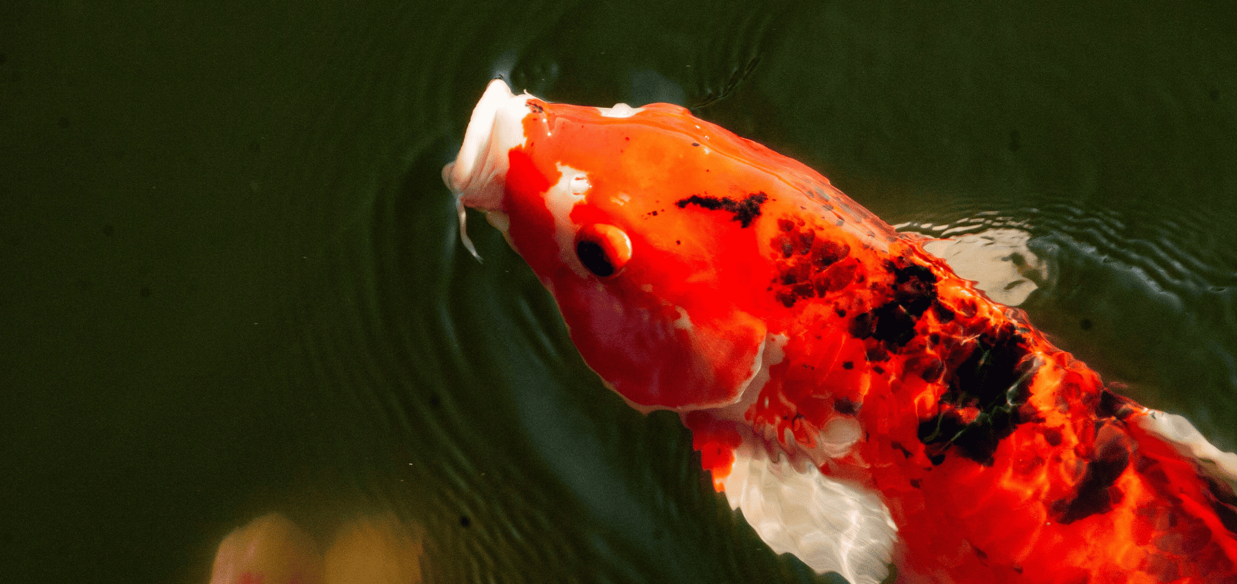 carpe koi tatouage