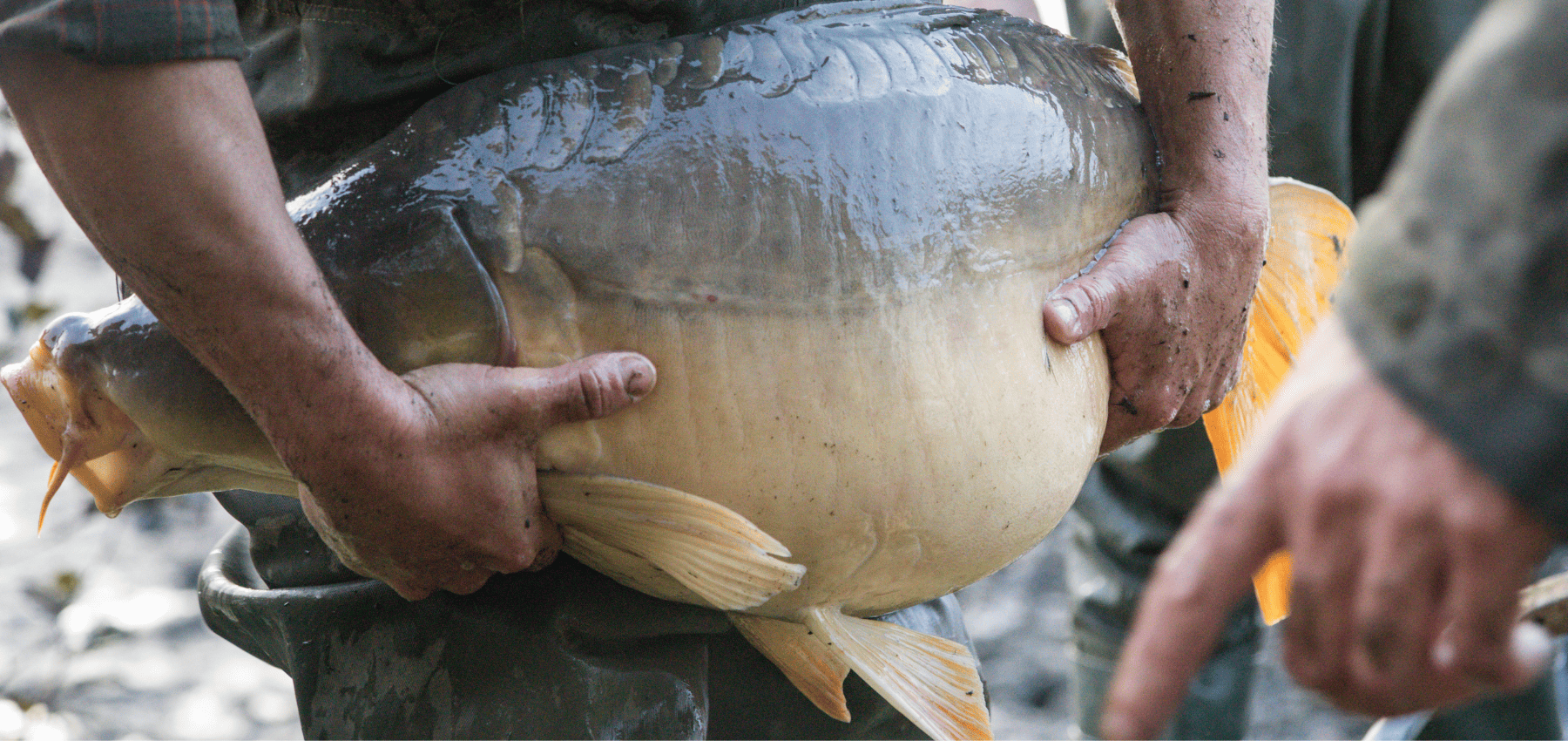 carpe la plus grosse du monde