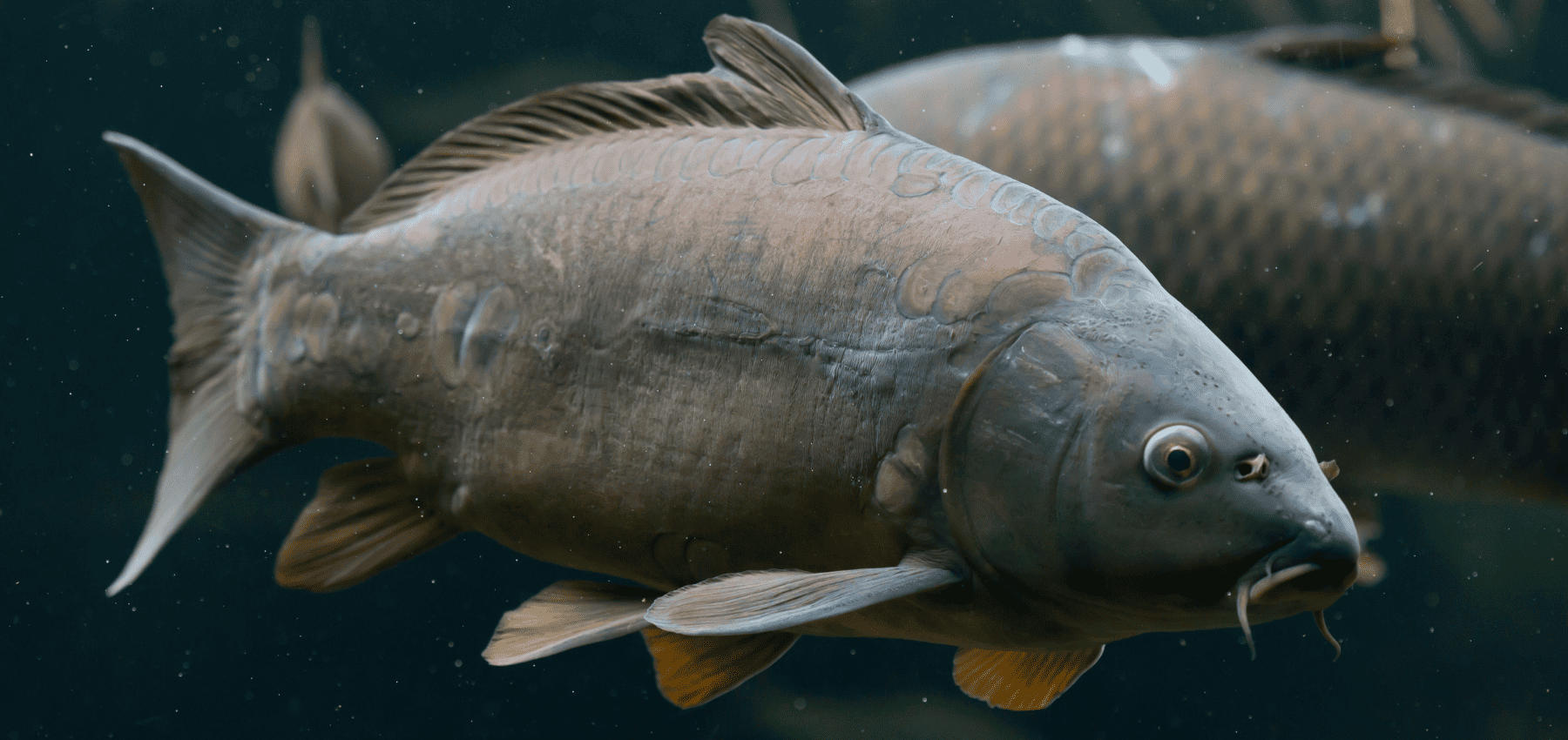 carpe record du monde