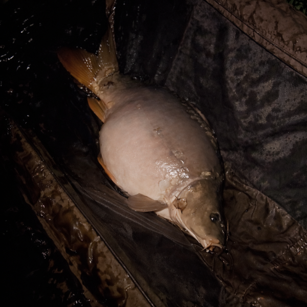 carpe sur tapis de réception