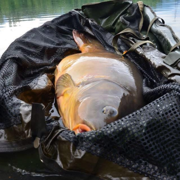 carpe sur un tapis de réception