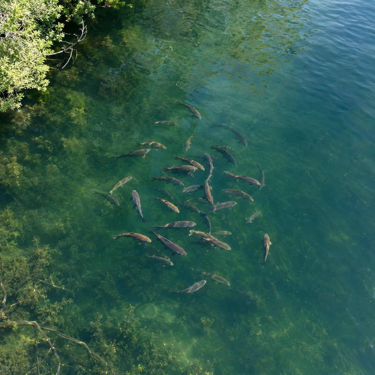 Banc de carpes vu de la surface dans une eau claire et peu profonde