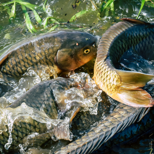 Groupe de carpes communes en plein frai avec plusieurs mâles autour d'une femelle
