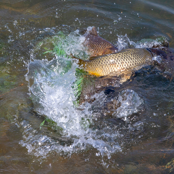 Carpes créant des éclaboussures violentes pendant le frai sur la frayère