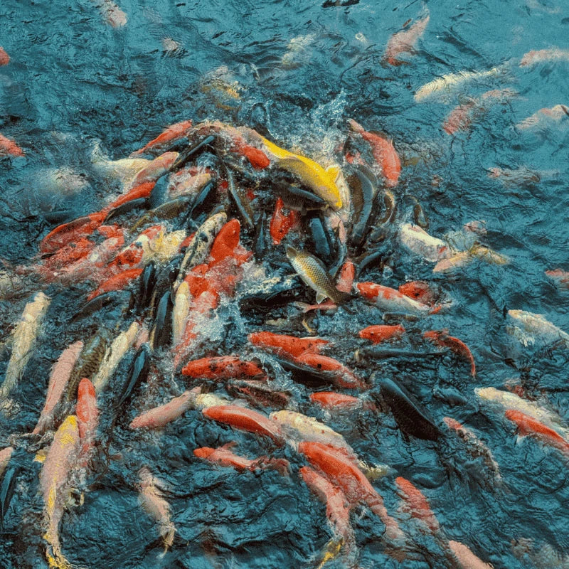 Banc de carpes koï en pleine activité alimentaire, période optimale entre 20 et 26 degrés