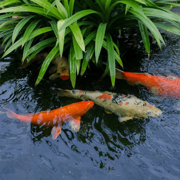 Carpes koï en bordure de plan d'eau près de végétation aquatique, zone propice à la pêche à vue