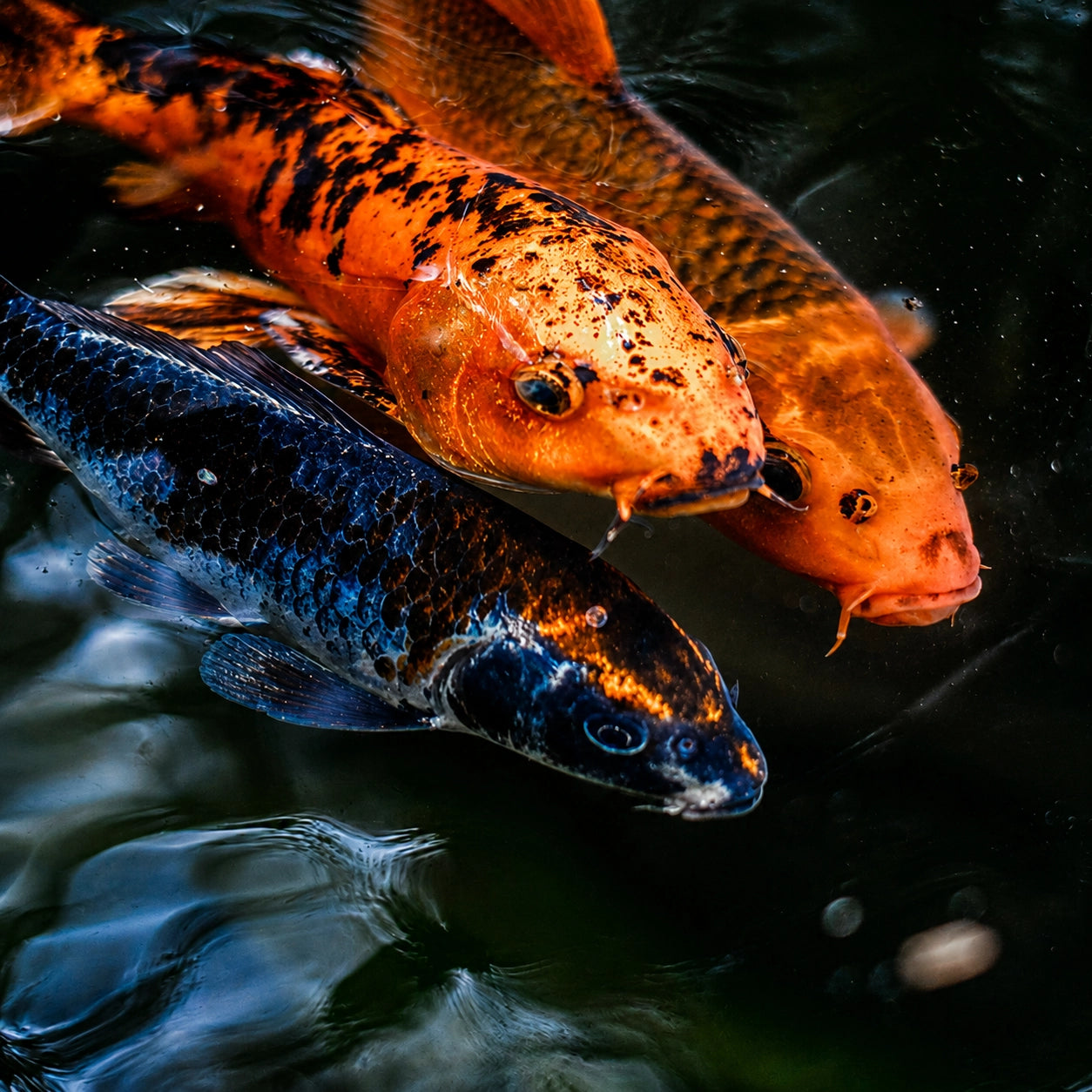 Carpes koï orange et noires nageant dans un bassin, comparaison avec la carpe miroir