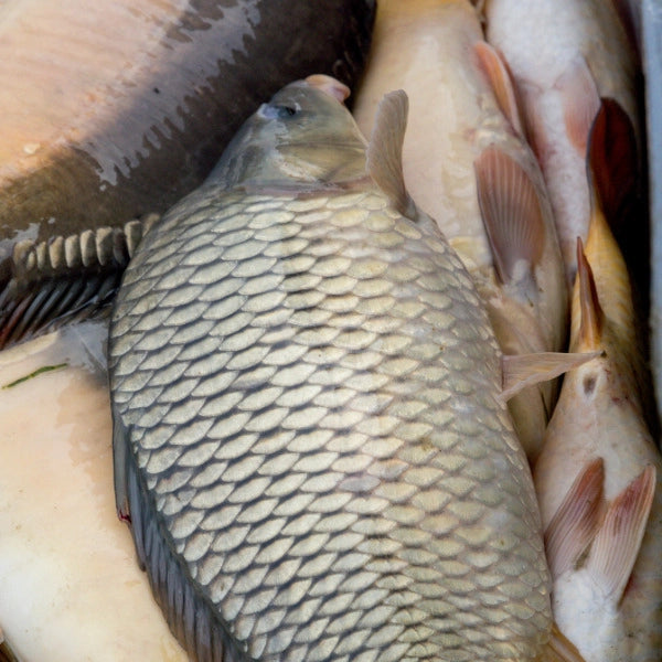 Carpes alignées illustrant la mortalité piscicole liée aux maladies virales comme le KHV ou la SVC