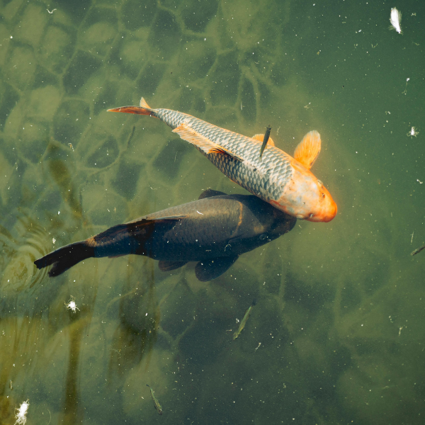Couple de carpes nageant dans un plan d'eau avant la reproduction