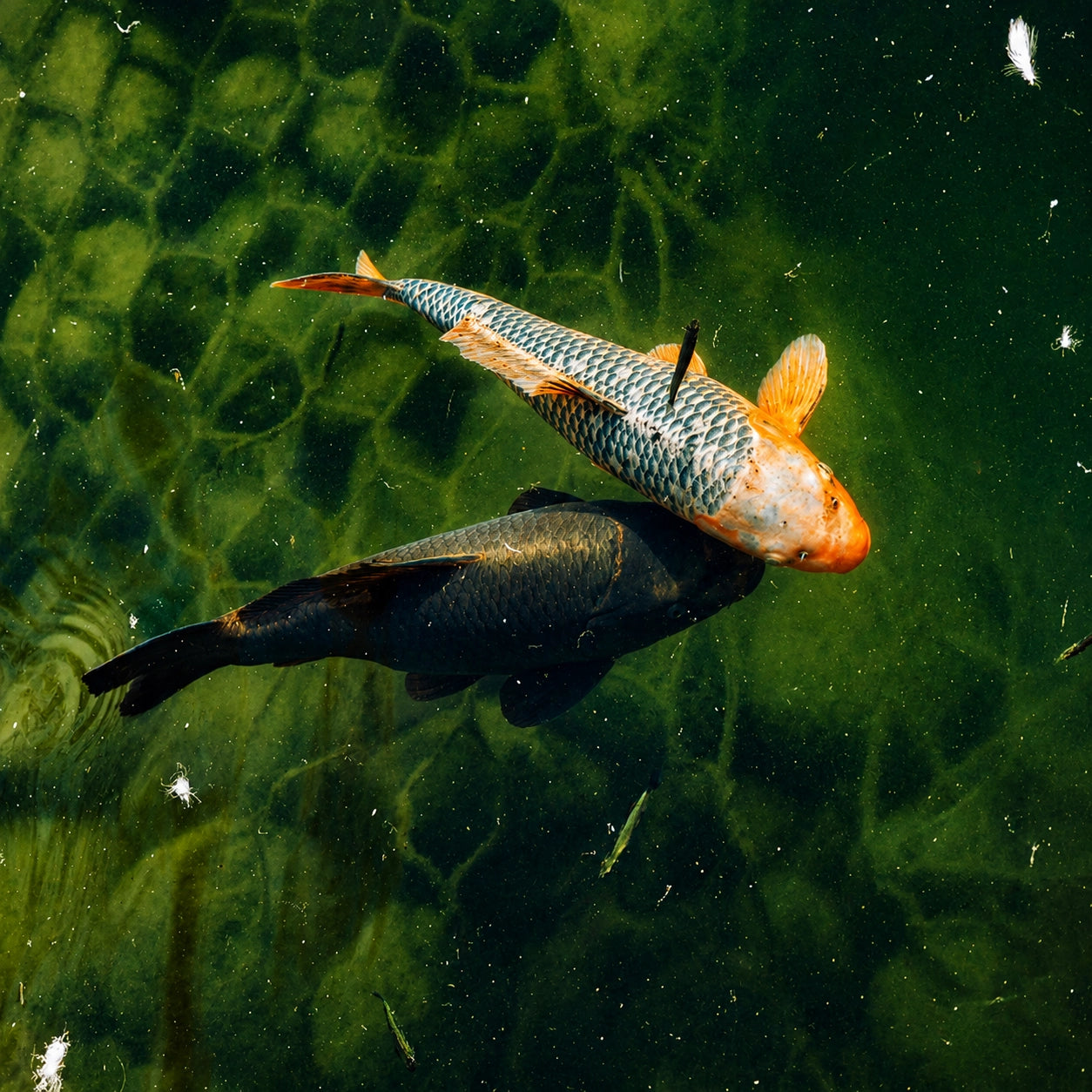 Couple de carpes nageant dans un plan d'eau avant la reproduction
