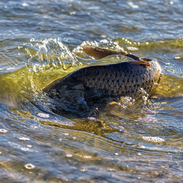 Deux carpes en pleine reproduction dans une eau peu profonde