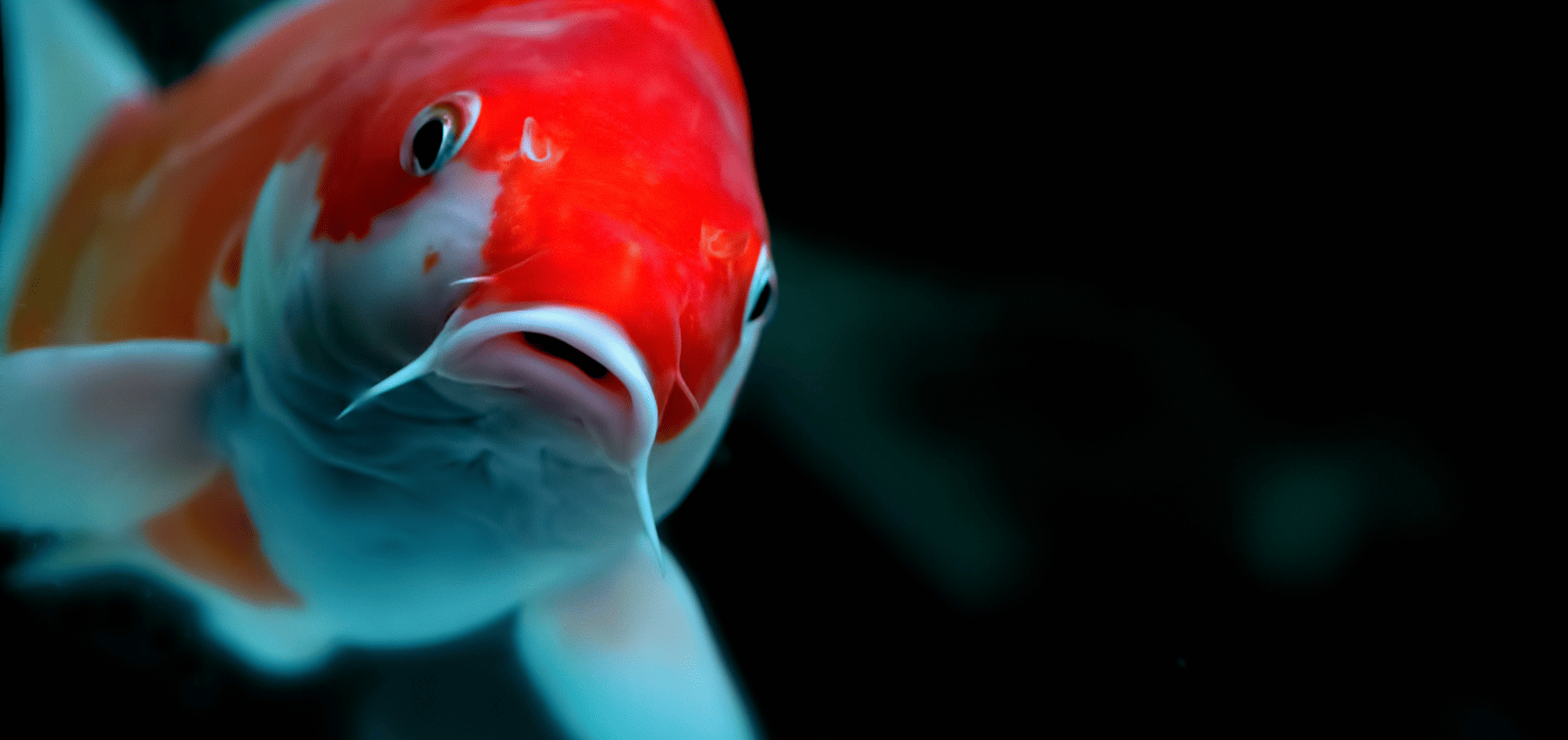 carpes koi