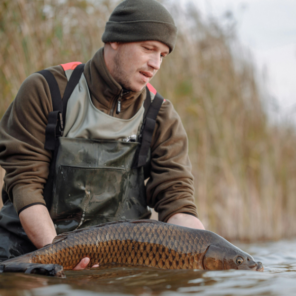 Carpiste tenant une carpe commune dans l'eau en automne, résultat d'un amorçage adapté à la saison