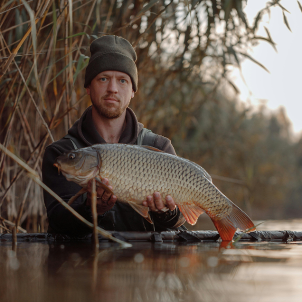 Carpiste présentant une carpe commune sur tapis de réception