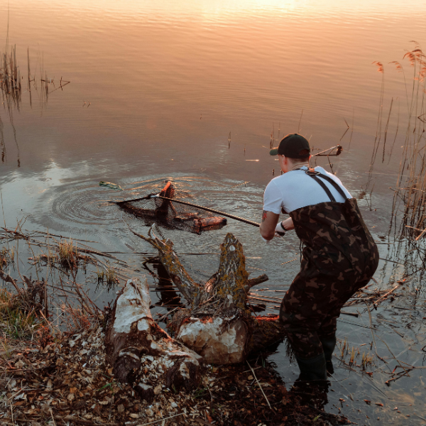 Carpiste en waders et combinaison camouflage épuisant une carpe à l'aide d'une grande épuisette au crépuscule, moment du combat et de la récupération du poisson