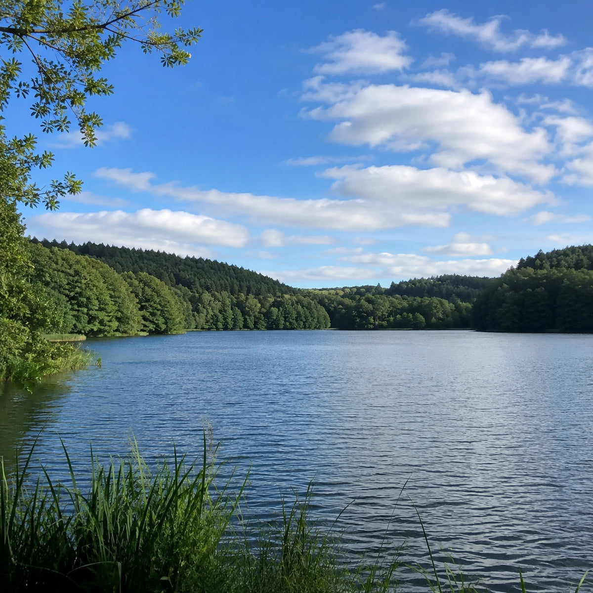Rive boisée d'un plan d'eau du Calvados accessible avec la carte de pêche réciprocitaire