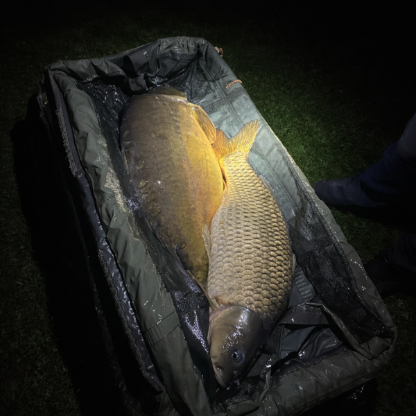 Comparaison visuelle entre une carpe commune et une carpe miroir côte à côte