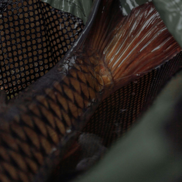 Détail des écailles et de la nageoire caudale d'une carpe commune dans l'épuisette