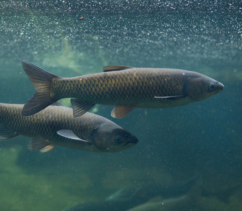 Deux carpes amour nageant côte à côte sous l'eau, montrant leur morphologie allongée et leurs écailles