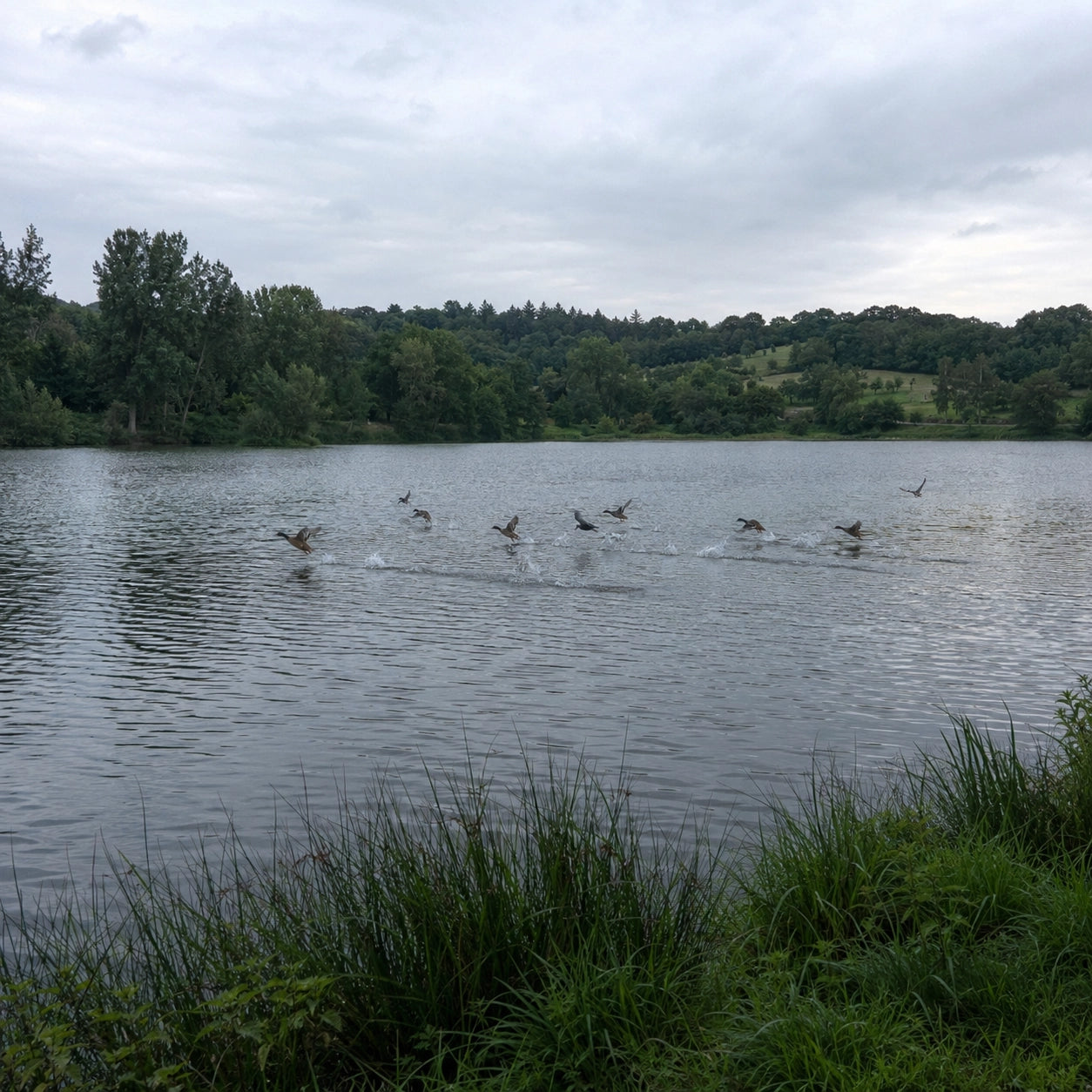 Plan d'eau calme bordé de roseaux avec oiseaux d'eau à la surface