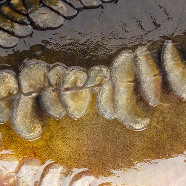 Gros plan sur les écailles alignées d'une carpe linéaire le long de la ligne latérale