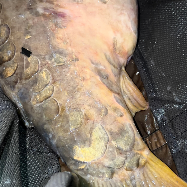 Gros plan sur les écailles éparses d'une carpe miroir au niveau du pédoncule caudal