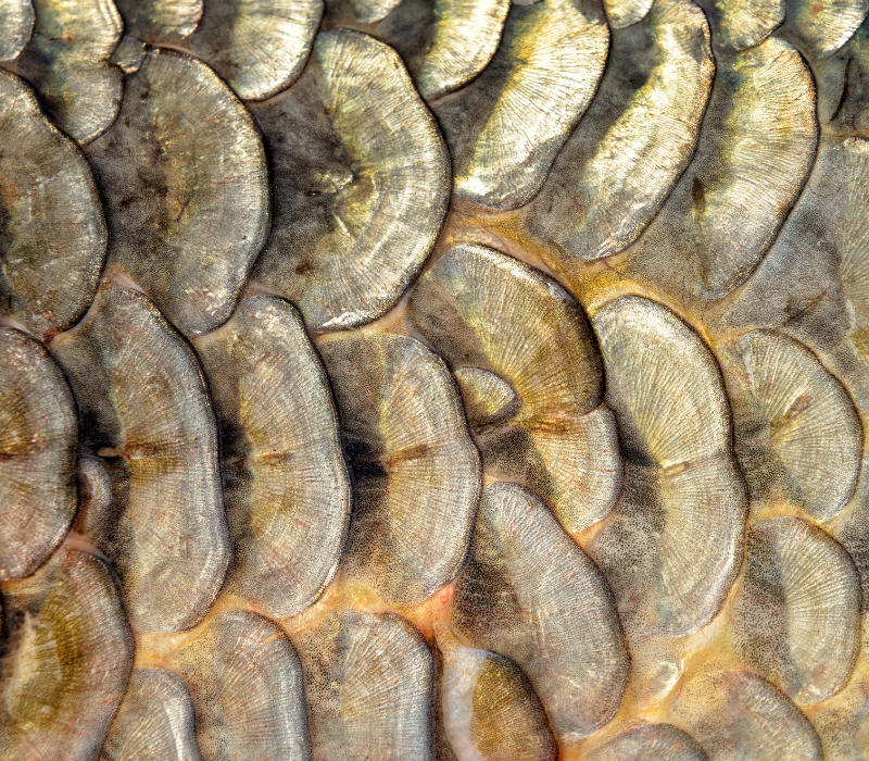 Écailles cycloïdes d'une carpe miroir vues en détail avec anneaux de croissance visibles