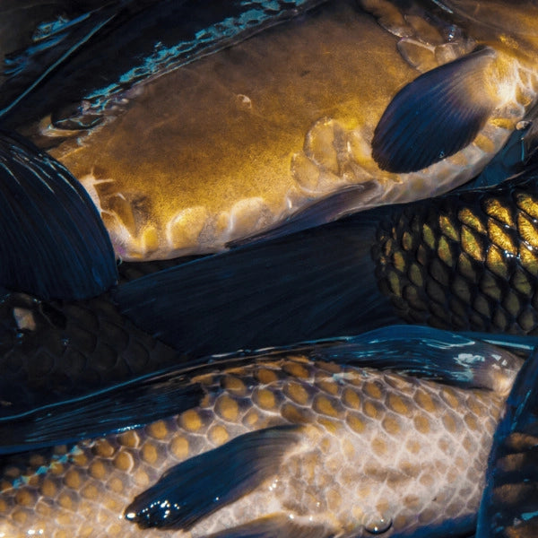 Détail macro des écailles et nageoires d'une carpe, cyprinidé typique de nos eaux douces