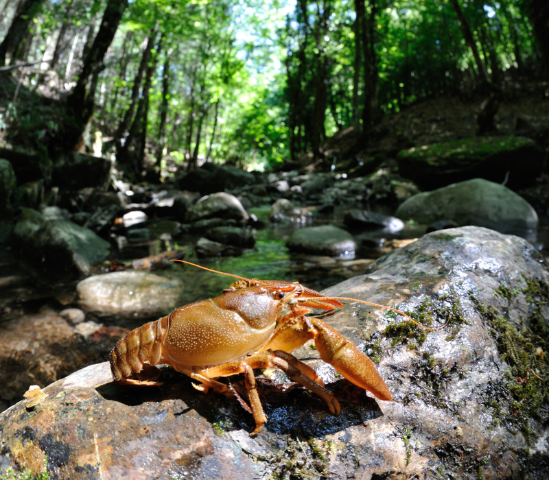 Écrevisse, proie naturelle de la carpe