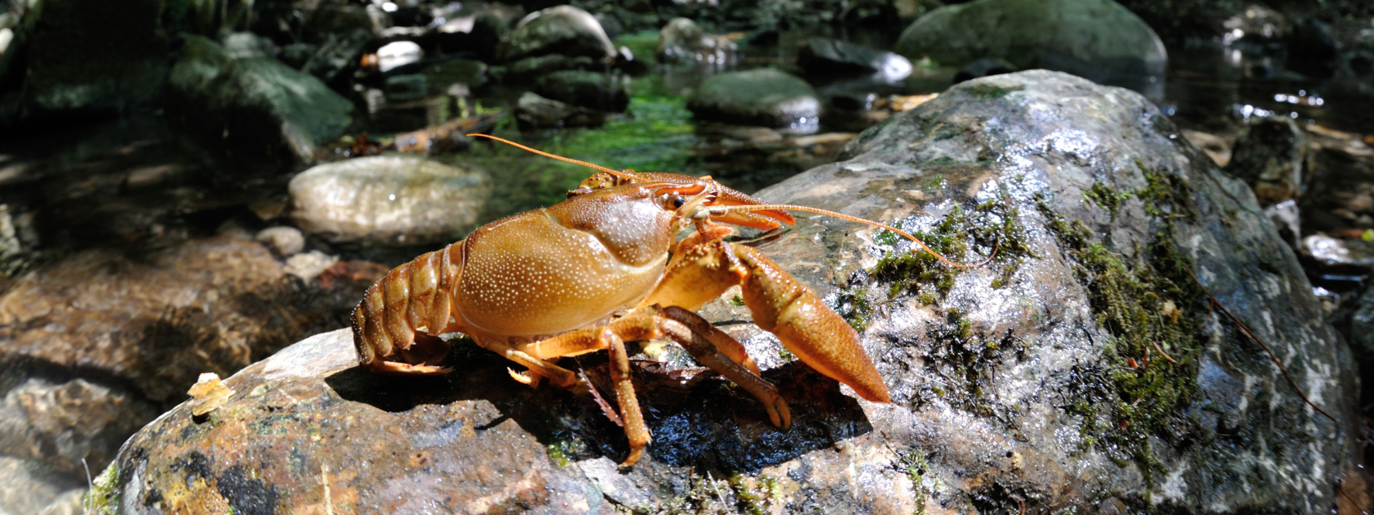 Écrevisse d'eau douce sur un rocher en rivière, proie naturelle broyée par les dents pharyngiennes de la carpe