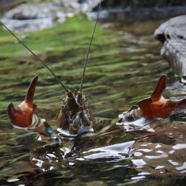 Écrevisse pinces levées en posture défensive, proie benthique naturelle de la carpe