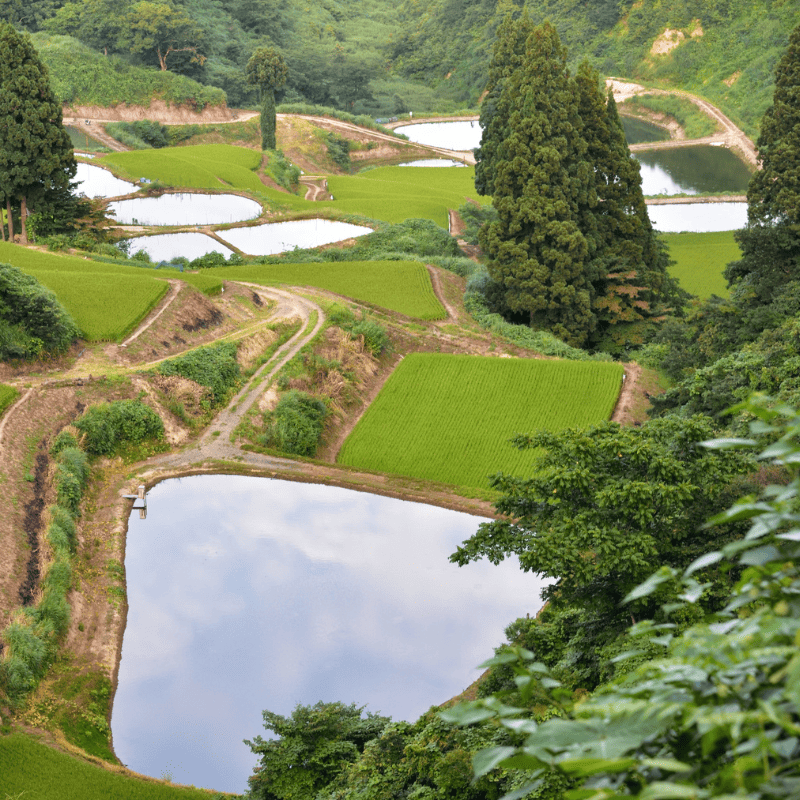 Élevage de carpes koï au Japon, bassins de sélection avec spécimens multicolores