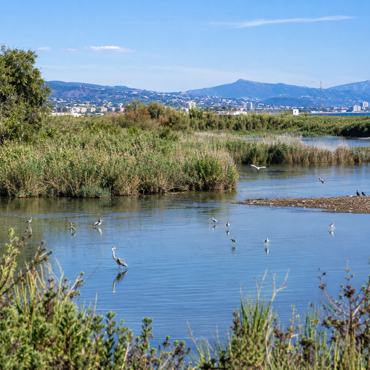 Héron cendré et échassiers dans les bras peu profonds de l'embouchure du Var, en réserve ornithologique