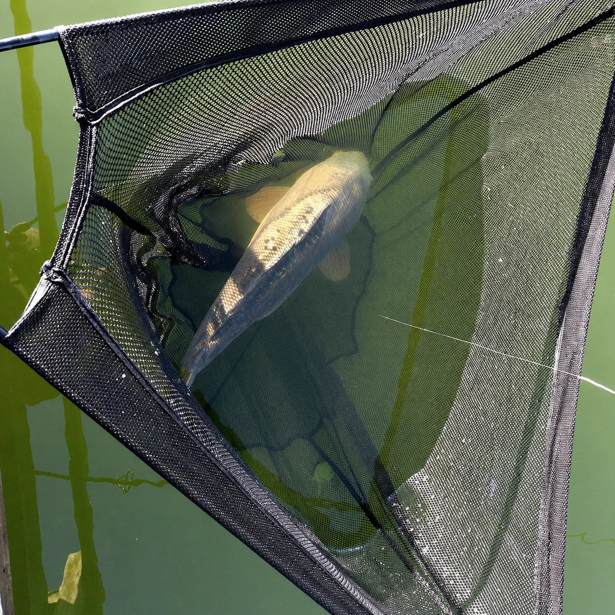 Carpe dans un filet d'épuisette à mailles fines immergé au bord de l'eau