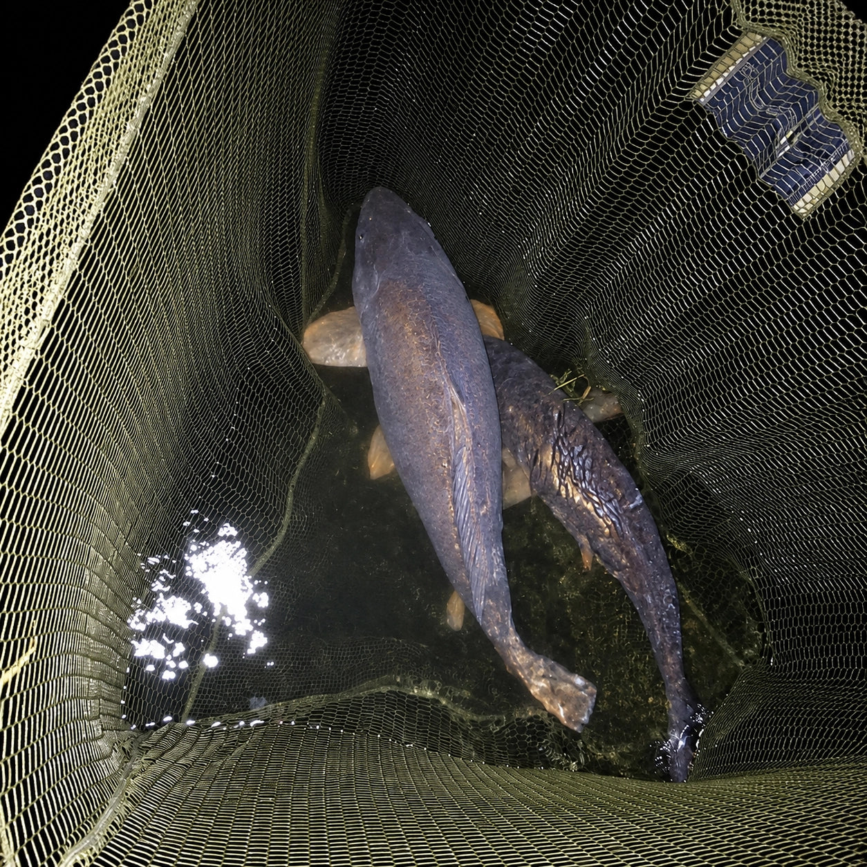 Carpe dans le filet d'une épuisette éclairée de nuit à la frontale