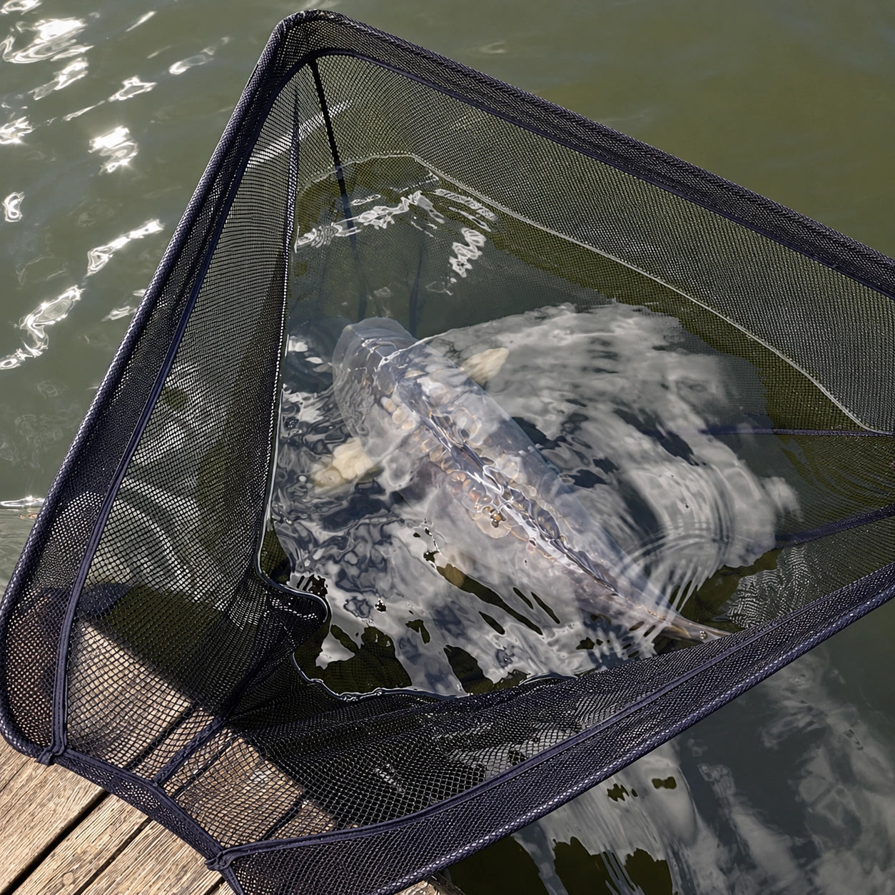 Carpe gardée dans l'épuisette immergée le long d'un ponton avant le décrochage