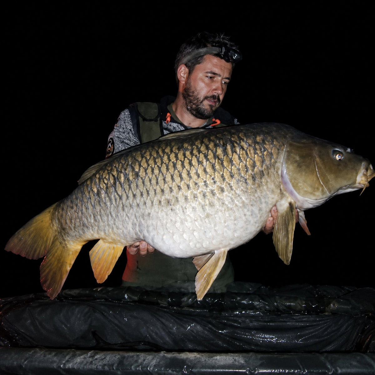 Grosse carpe commune capturée de nuit à l'Étang du Vivier, pêcheur à la frontale