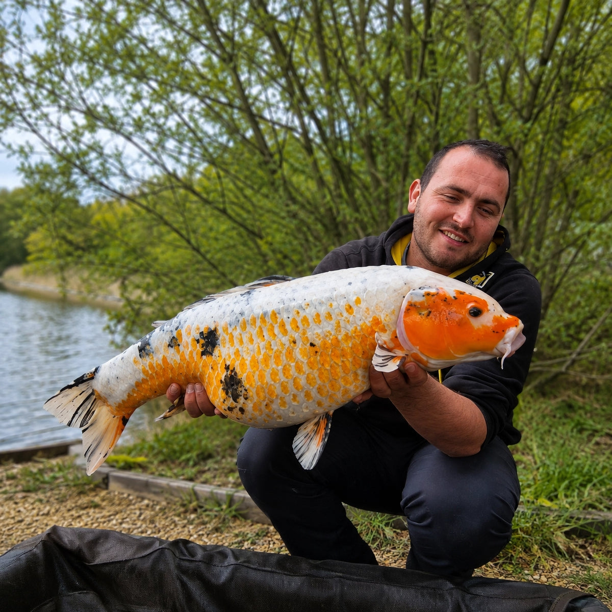 Superbe carpe koï orange et blanche pêchée à l'Étang du Vivier