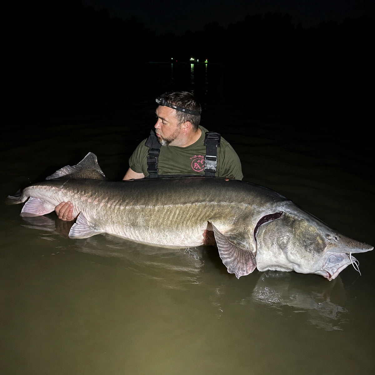 Esturgeon présenté de nuit à l'Étang du Vivier, illustrant la pêche de nuit no-kill