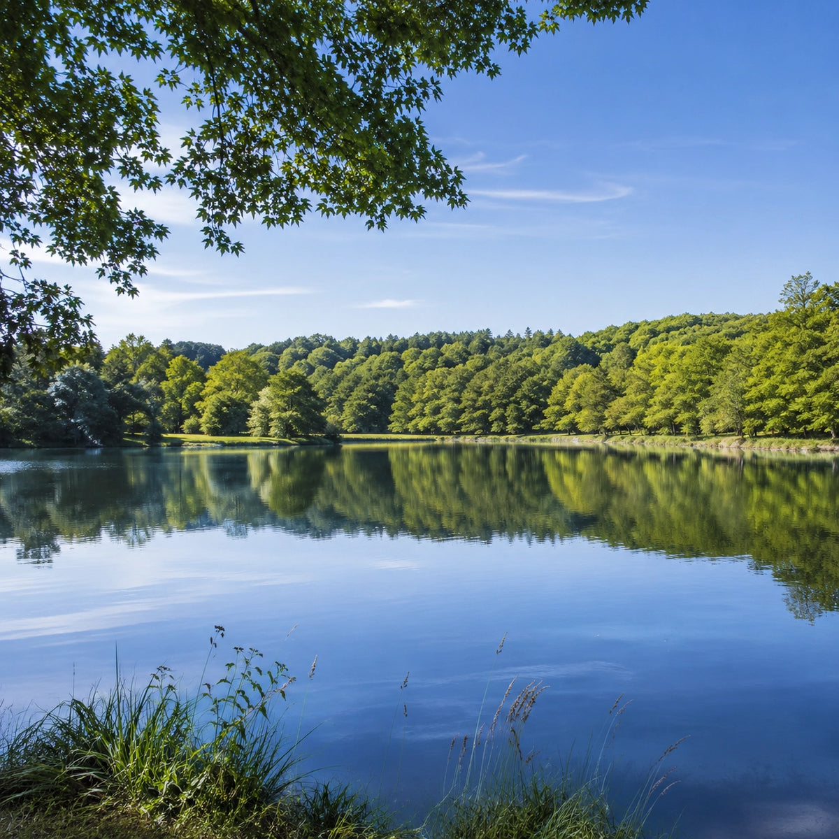 Étang calme bordé de bois, illustrant les plans d'eau à carpe du pays de Jugon, de Dinan et de Lamballe