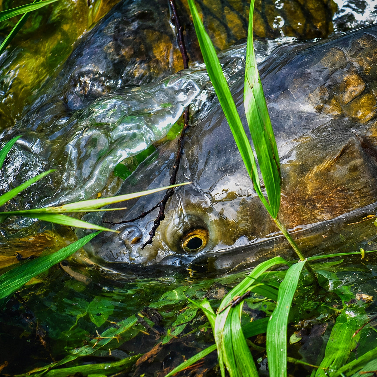 Carpe miroir en plein frai dans la végétation d'une zone peu profonde