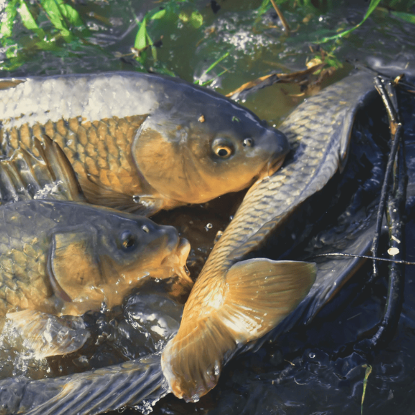 Carpes en période de fraie dans une zone peu profonde et végétalisée