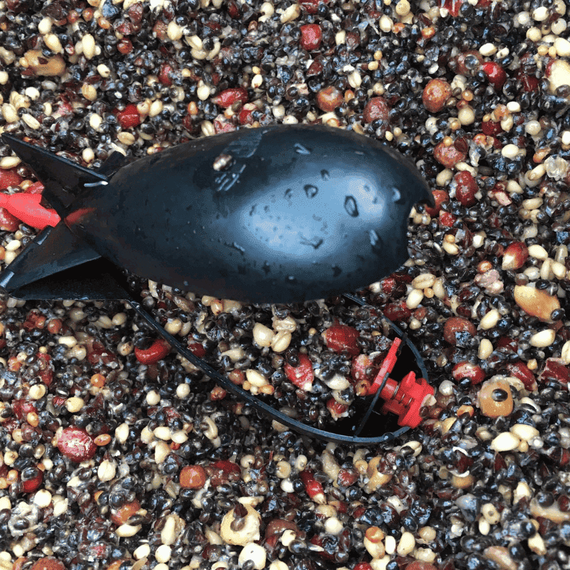 graine de peche carpe