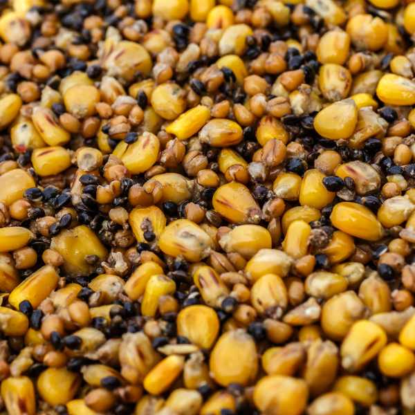 graines pour la pêche de la carpe