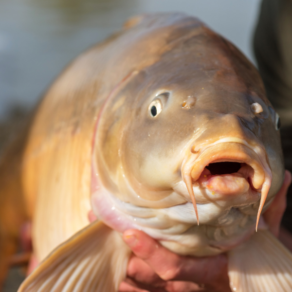 Gros plan sur la gueule d'une carpe commune montrant ses quatre barbillons caractéristiques, signe distinctif de l'espèce