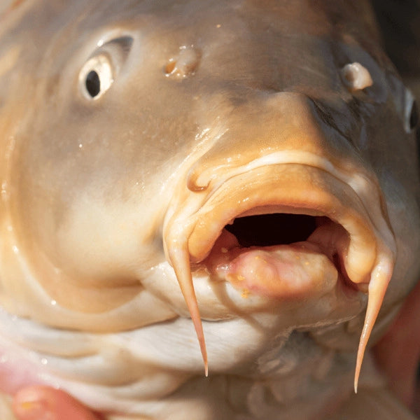 Gros plan sur la tête d'une énorme carpe avec ses quatre barbillons et sa bouche protractile ouverte