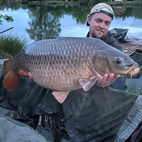 Carpiste présentant une grosse carpe commune aux écailles régulières au bord d'un plan d'eau
